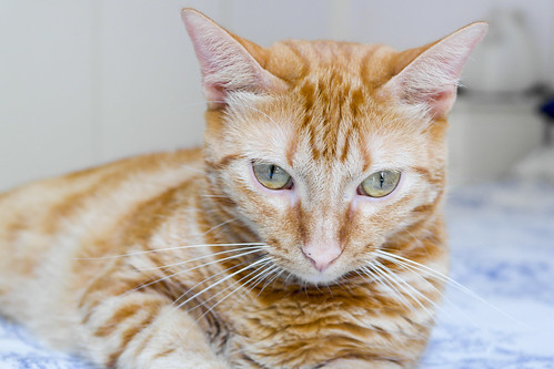 Rubia, gata naranja dibujo tabby de ojos verdes esterilizada y muy cariñosa, nacida en 2013, necesita hogar. Valencia. ADOPTADA. 18493867590_57bf5587c5