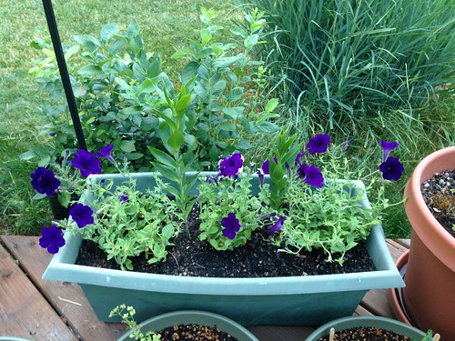 Pansies out, petunias in. Stargazer lilies more than a foot tall.