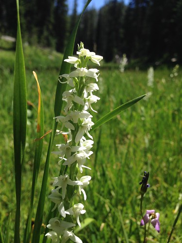 Orchids in a boggy meadow on the way to Black Lake