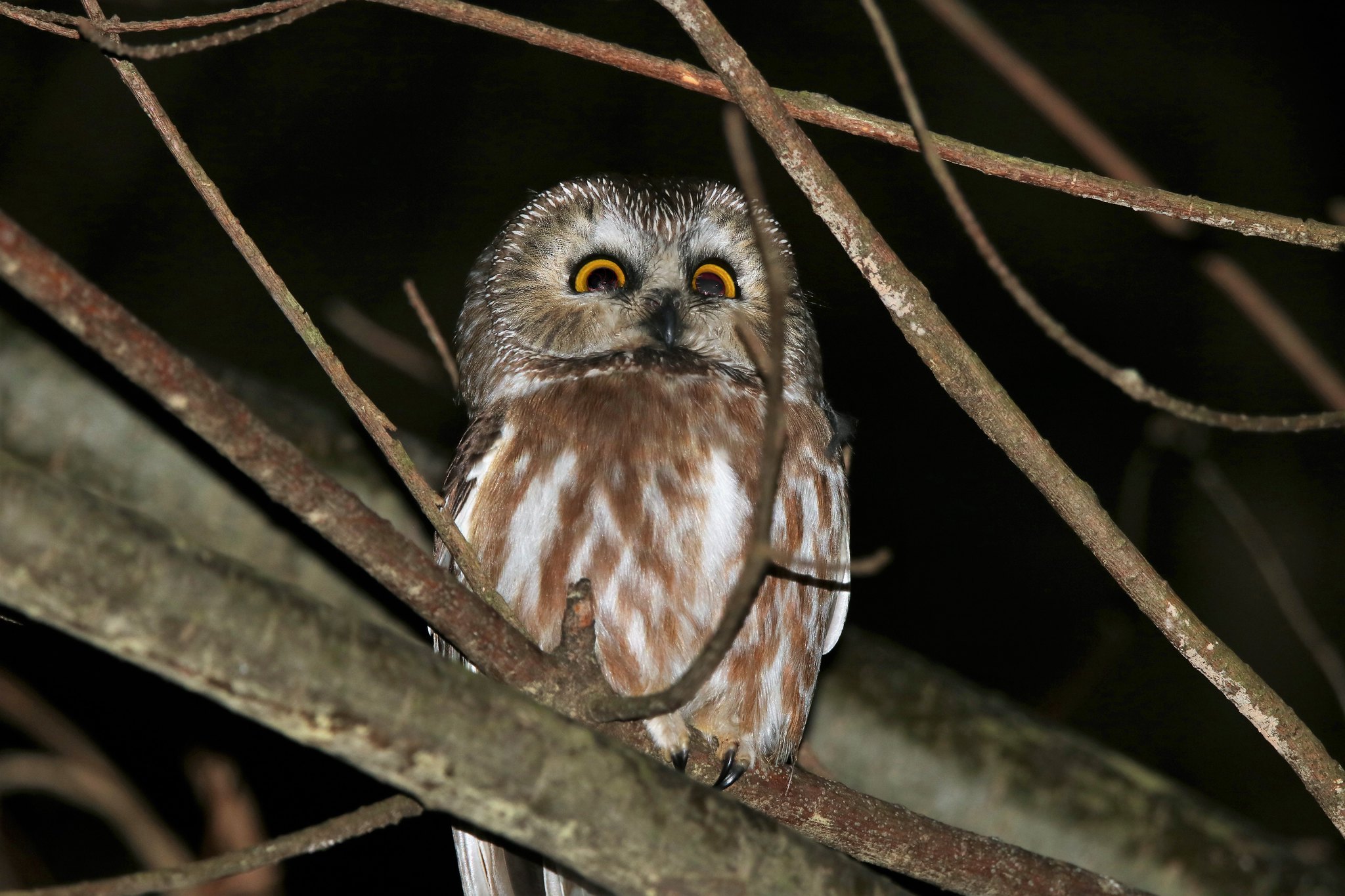northern saw whet owl, annapolis rock rd