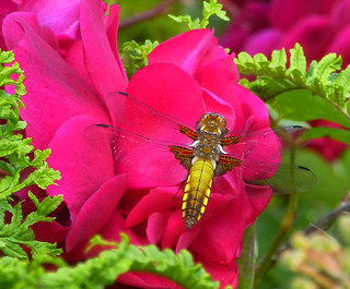 Pretty on Pink