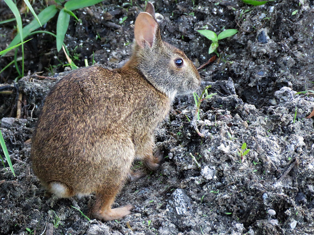 Marsh Rabbit (Sylvilagus palustris)
