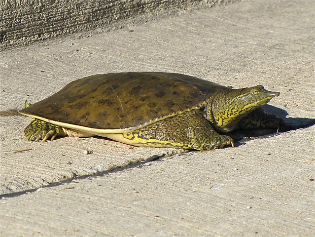 Eastern Softshell Turtle on 06-16-10 in Normal, IL 01