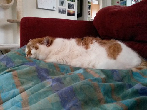 The flattest cat in catdom.
