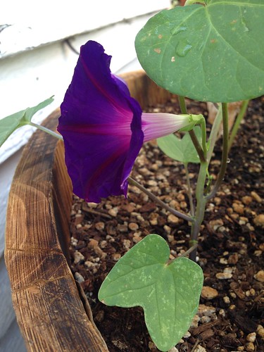 First morning glory!
