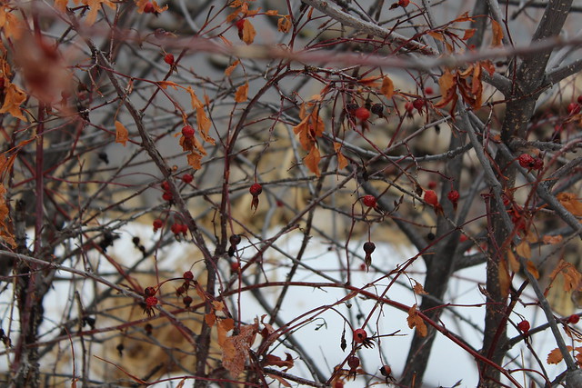 rose hips in late winter