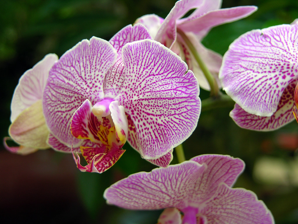 Orchid | Sogo Cherry (Doritaenopsis) | Orient Sea | Flickr