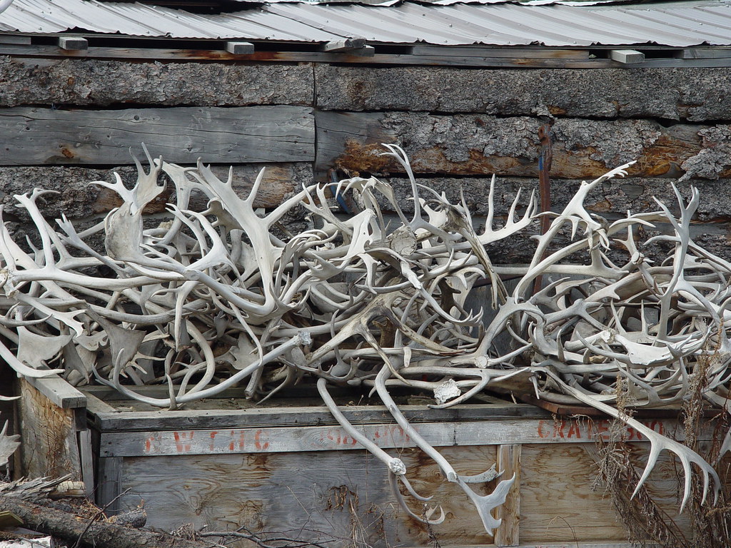 antler-shed-season-in-full-swing