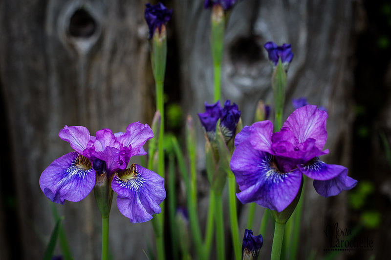Iris sibirica Ali'l  19053336505_350035d540_c
