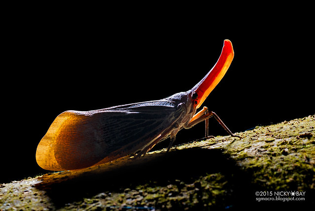 Lantern bug (Pyrops sultanus) - DSC_5646