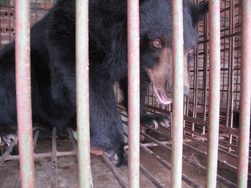 Moon bear Cinnamon in a cage on Nhuong bear bile farm