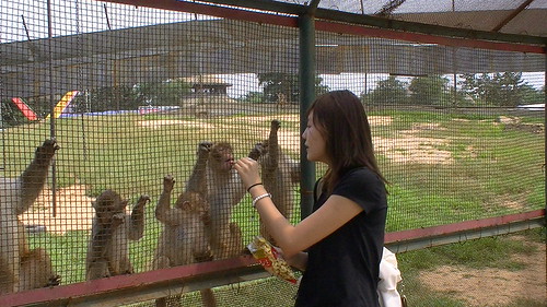 A visitor feeding orangutans at Qinhuangdao safari park, August 2010