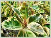 Ficus elastica 'Variegata' (Variegated Indian Rubber Tree/Fig, Variegated Rubber Fig/Tree, Variegated Rubber Plant/Bush)