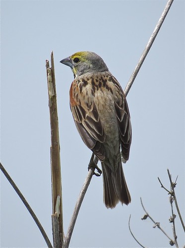 Dickcissel at Emiquon the Nature Conservancy in Fulton County, IL