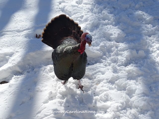 Turkeys in the Snow 4