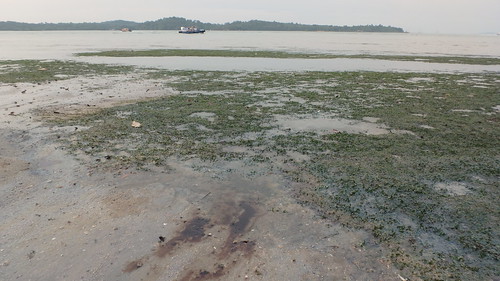 Changi seagrass meadows after oil spill in Johor Strait, Jan 2017