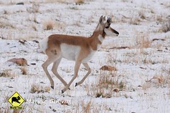Antelope islande Utah