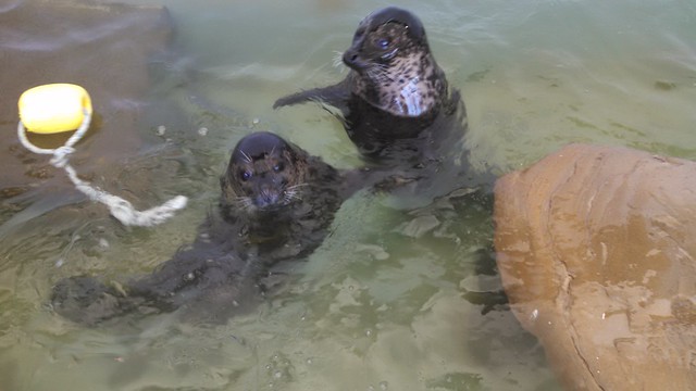 Feed the Seals at Seaside