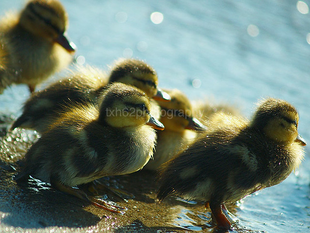  Anak Itik  taufiq hussien Flickr