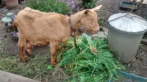 goat eating grass June 15