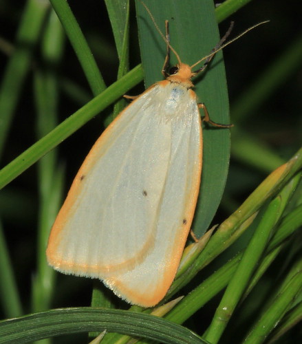 Four Spotted Footman 9466