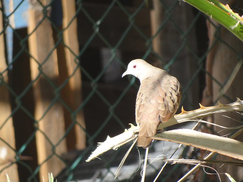 ruddy ground-dove