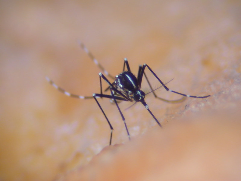 普遍分布在台灣平地到海拔1700公尺的白線斑蚊。攝影：蔡坤憲。