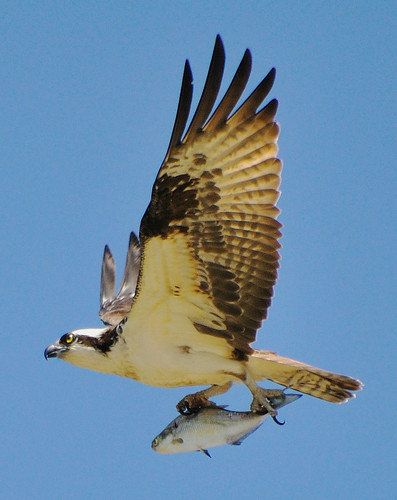 Osprey flies high over the James River with fresh catch at Chippokes State Park, Virginia