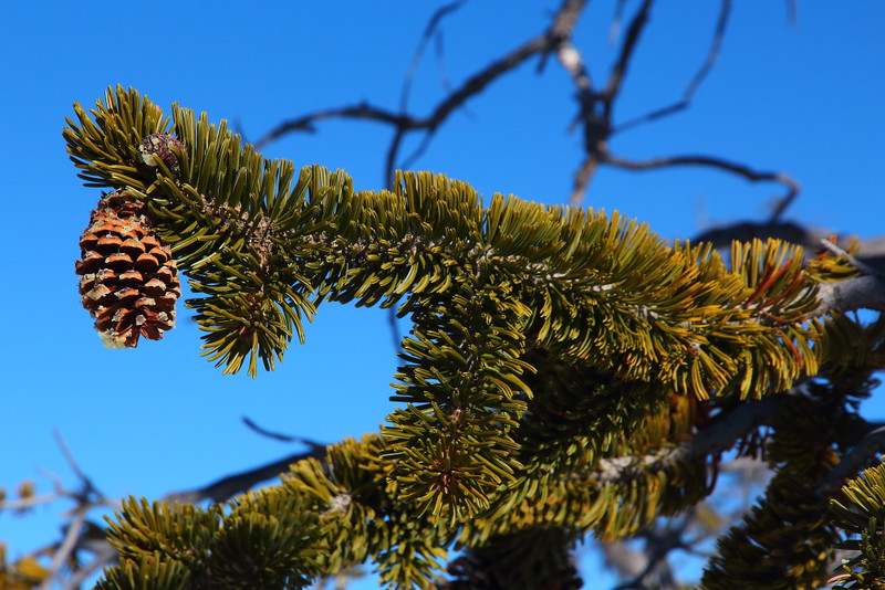 IMG_9157 Great Basin Bristlecone Pine