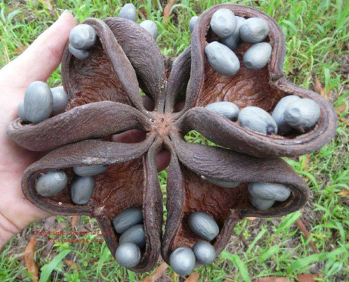 Java Almond(Sterculia foetida) see pod