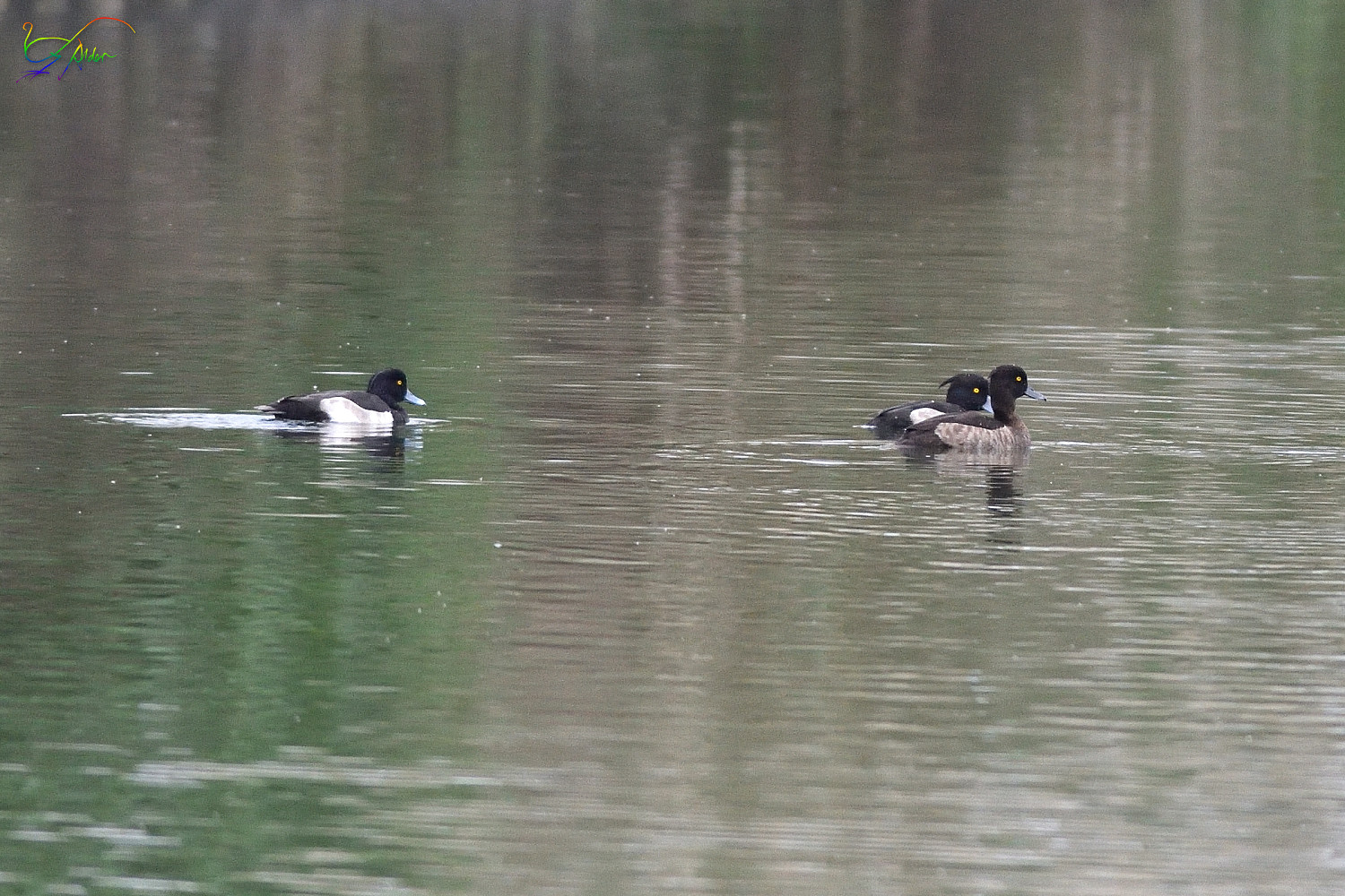 Tufted_Duck_4368