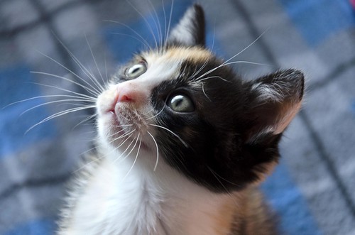 Xena, gatita tricolor Calicó extrovertida, divertida y guapa, nacida en Noviembre´16, en adopción. Valencia. ADOPTADA. 31671420270_7e17dbfb5c