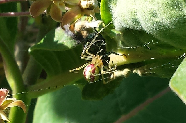 white spider with a bright pink spot, near a dark beetle