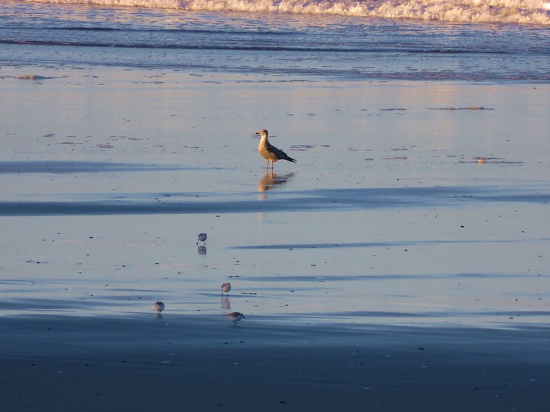 Seagull and sanderlings