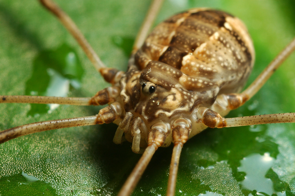 grand-daddy-long-legs-a-daddy-long-legs-sitting-on-the-r-flickr