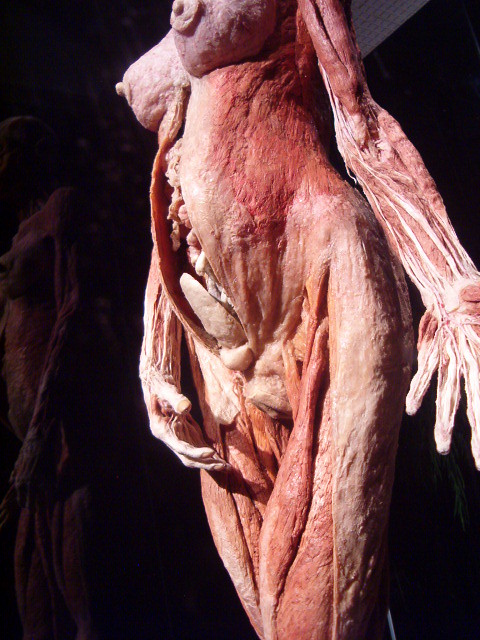2006-3-27-Body worlds 2 exibit at the Denver Museum (39) | Flickr