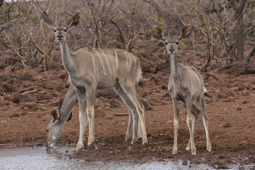 Kudu @ Grootberg