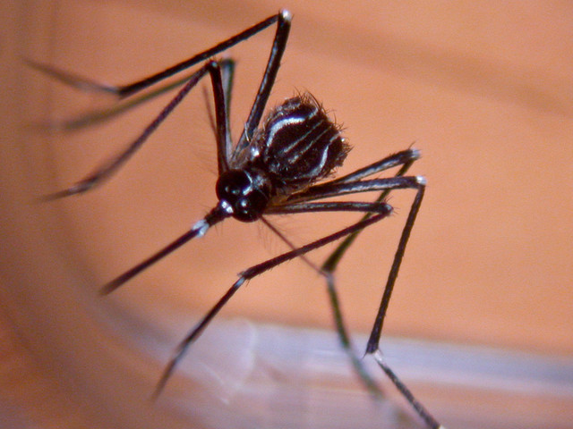 埃及斑蚊。攝影：蔡坤憲