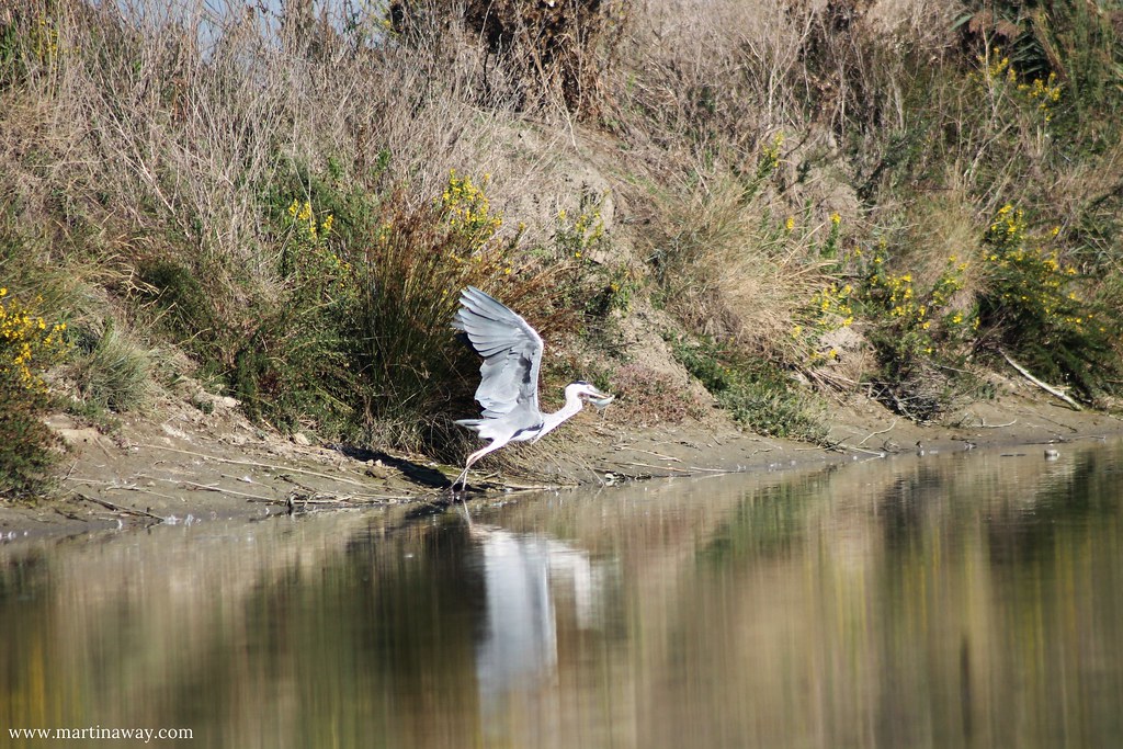 Birdwatching in Romagna: in barca fino a Foce Bevano