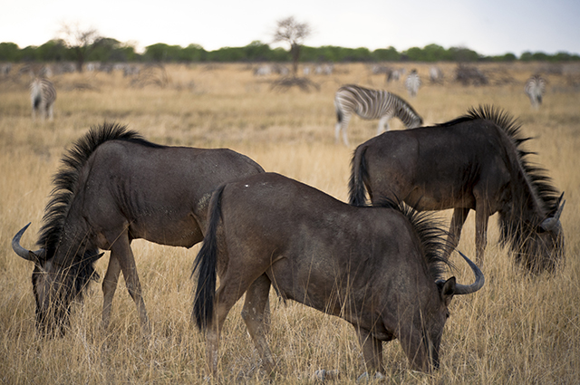 NAMIBIA & KRUGER por libre: 21 días Very WILD - Blogs de Africa Sur - Parque Nacional ETOSHA (23)