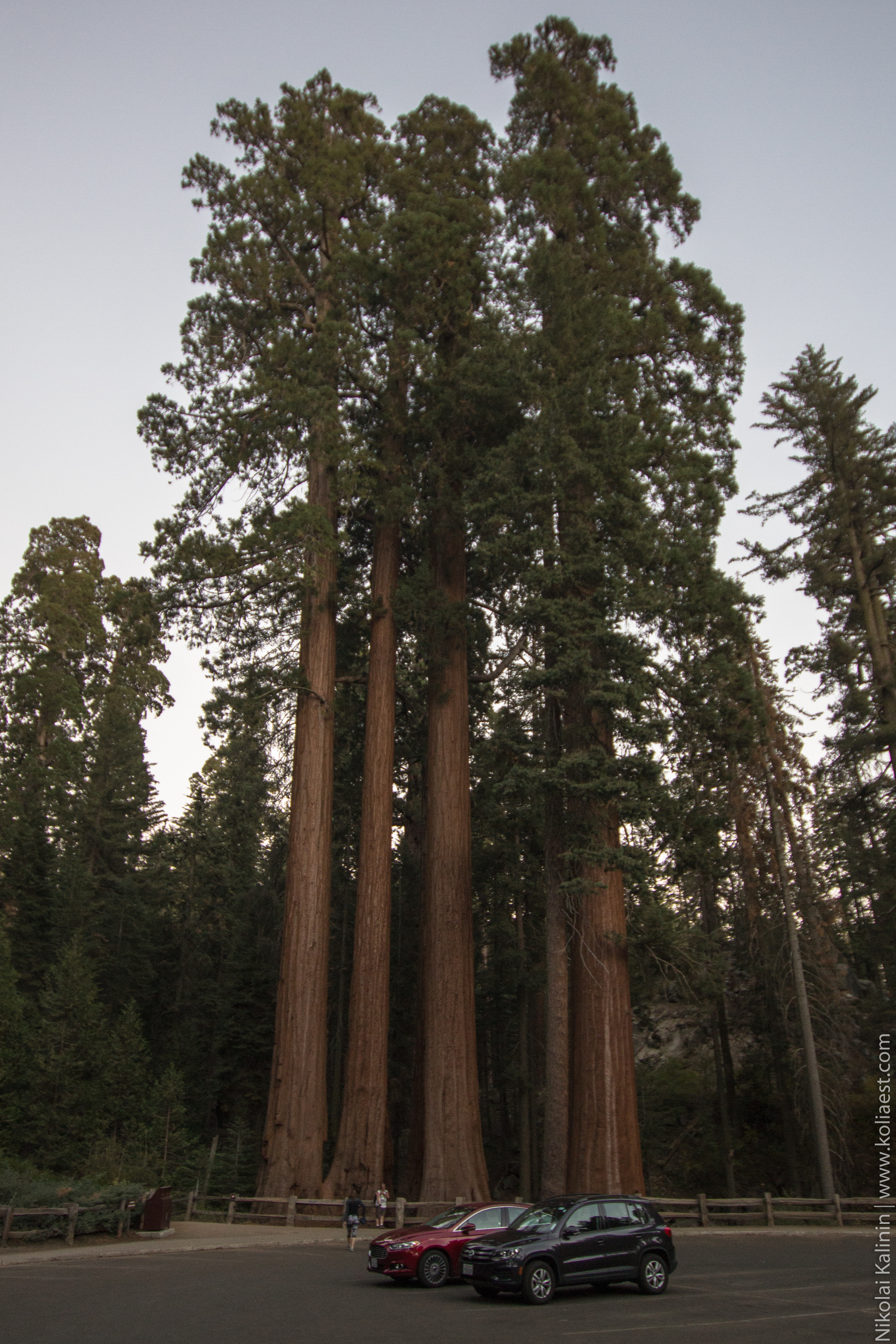 Sequoia-97