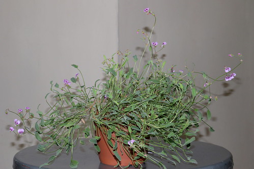 Pelargonium ovale subsp. veronicifolium