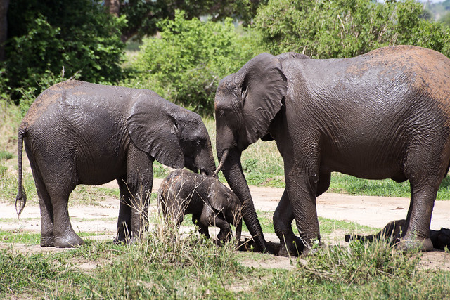 The Elephants of Tarangire