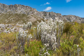 Fynbos Vegetation im Kogelberg Nature Reserve