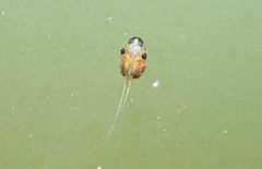 斑腿樹蛙的蝌蚪會捕食台灣原生種蛙類蝌蚪，導致台灣原生種蛙類無法順利繁衍下一代。楊懿如提供