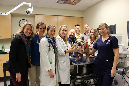 Vetmed team who installed pacemaker in dog