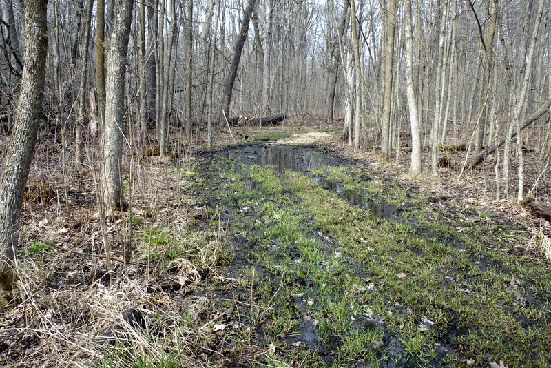 grassy, waterlogged path through bare trees