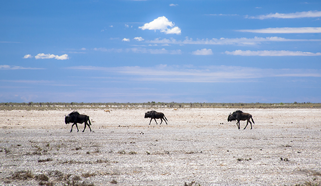 NAMIBIA & KRUGER por libre: 21 días Very WILD - Blogs de Africa Sur - Parque Nacional ETOSHA (47)