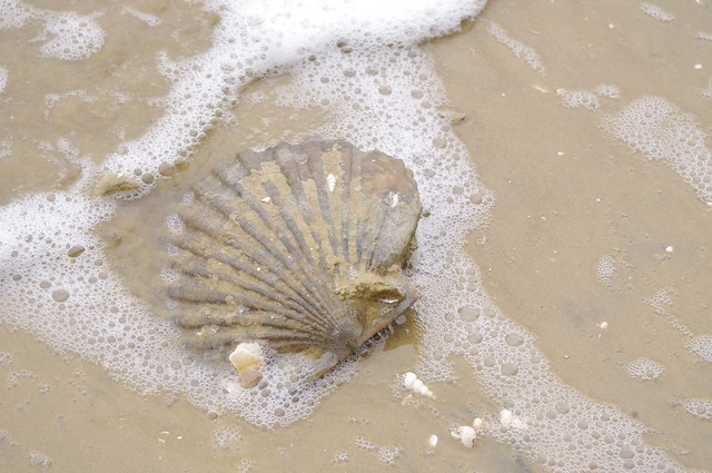 One of several nice Chesapecten middlesex fossils at York River State Park, Virginia