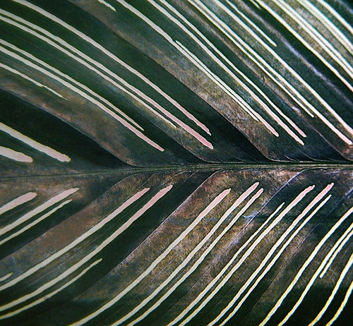 Striped-leaf in a Bangkok Wat, Thailand